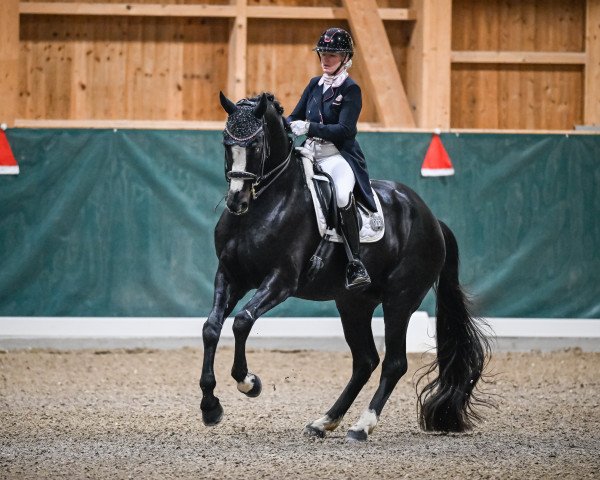 dressage horse Sanremo CH (Swiss Warmblood, 2012, from Birkhof's Sirtaki)