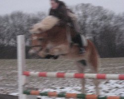 Pferd Blondy (Haflinger,  )