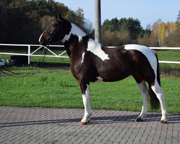 Pferd Irma (Polnisches Warmblut, 2020)