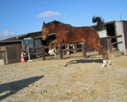 dressage horse Sweetwater Mo (Westphalian, 2010, from Sarkozy 3)