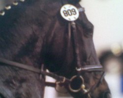 dressage horse Pay Noser (Westphalian, 1998, from Pik Donnerhall)