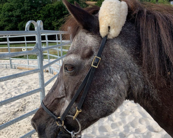 Pferd Jòlnir von Welkensiek (Islandpferd, 1998, von Nör vom Ravenstein)