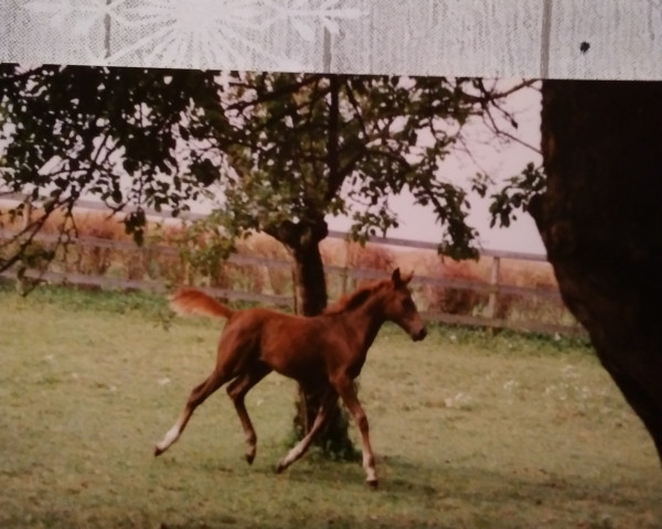 Pferd Sunny-Boy (Deutsches Reitpony, 1995, von Blue Stone Solo)