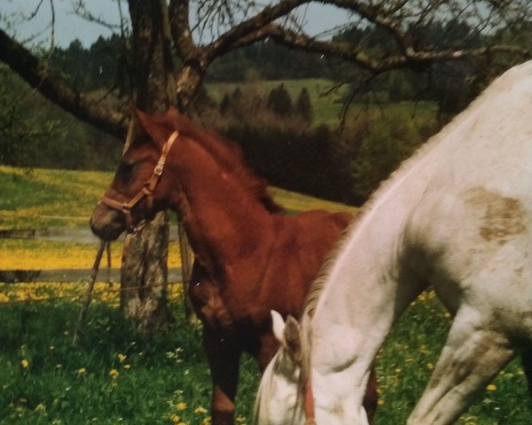 broodmare Maymoona (German Warmblood, 1987, from Haram Ibn Halima ox)