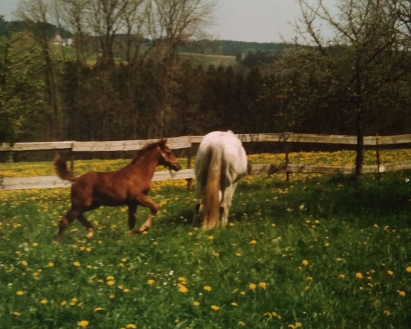 broodmare Mofeedah (German Warmblood, 1988, from Haram Ibn Halima ox)