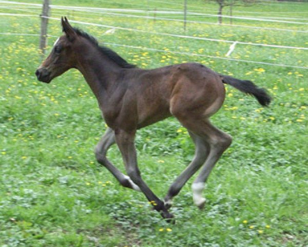 horse Maldini (Westphalian, 2009, from Metteur)