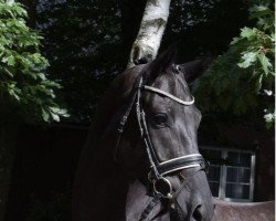 jumper Vancouver 87 (Hanoverian, 2016, from Viscount 22)