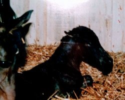 broodmare Dunjah-Hafiza-Halima ox (Arabian thoroughbred, 1994, from Haram Ibn Halima ox)