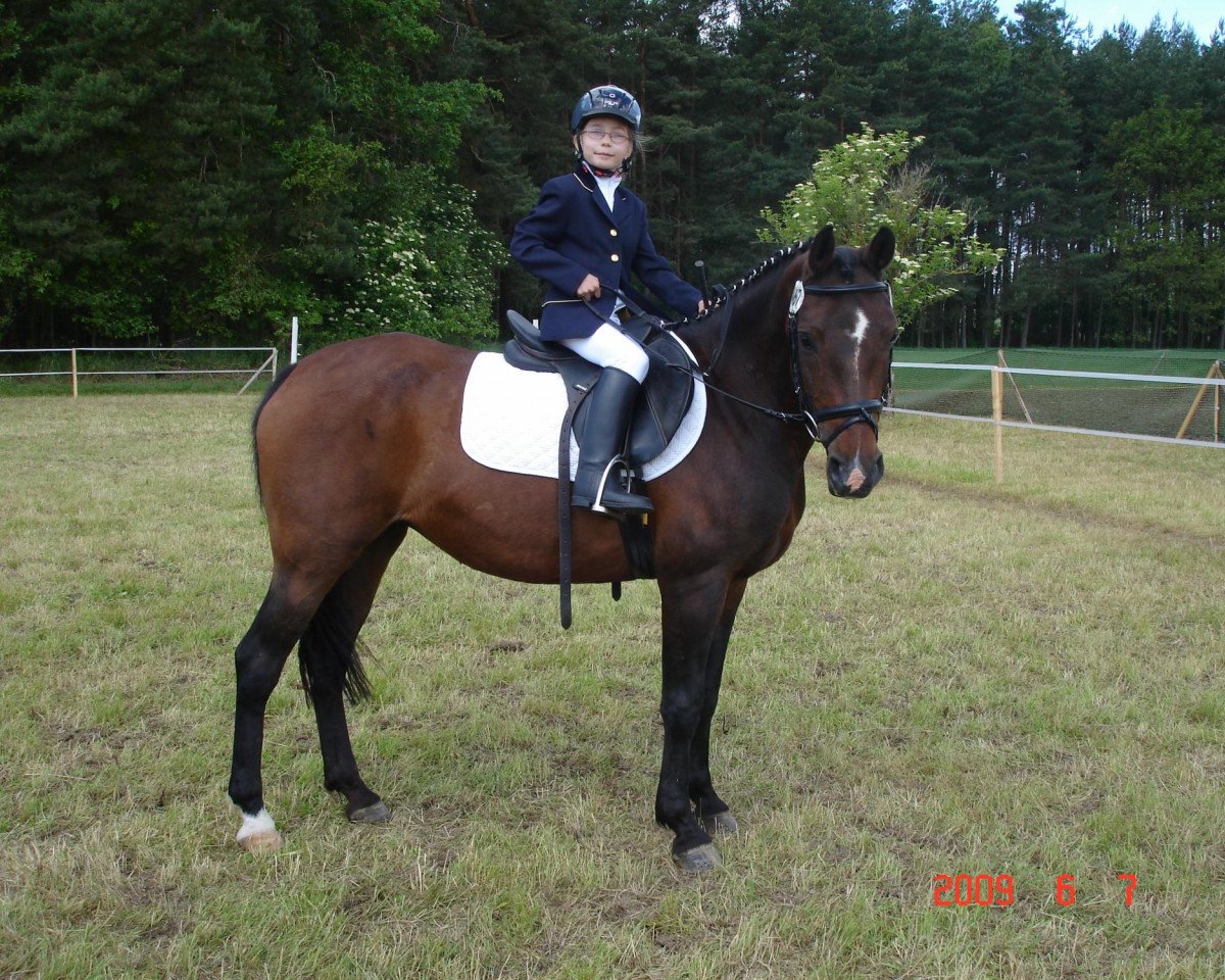 horse Batida de Coco (Austrian Reitpony, 1995)