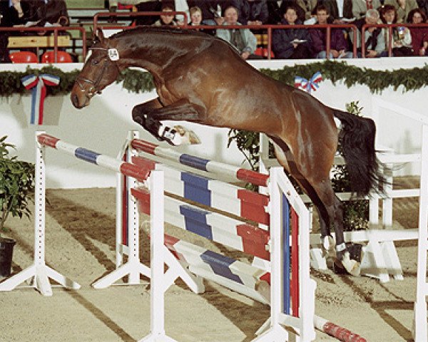 stallion Paramount (Holsteiner, 1997, from Parco xx)