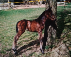 dressage horse Herkules (Trakehner, 1997, from Haram Ibn Halima ox)