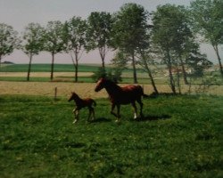 broodmare Sunny (Württemberger, 1994, from Haram Ibn Halima ox)