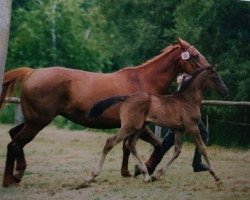 dressage horse Henry (German Warmblood, 1993, from Haram Ibn Halima ox)