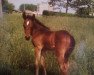 horse Riana (German Warmblood, 1988, from Haram Ibn Halima ox)