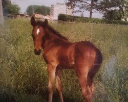 Pferd Riana (Deutsches Reitpferd, 1988, von Haram Ibn Halima ox)