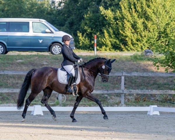 broodmare Donna O'Hara II (Hanoverian, 2016, from Diamond Hit)