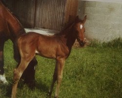 horse Hennessy 42 (Hanoverian, 1993, from Haram Ibn Halima ox)