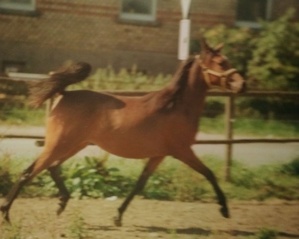 broodmare Hariya Samura ox (Arabian thoroughbred, 1988, from Haram Ibn Halima ox)