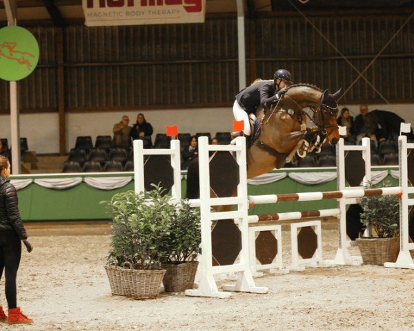 Springpferd Flying Banana (Irish Sport Horse, 2013, von Obos Quality)