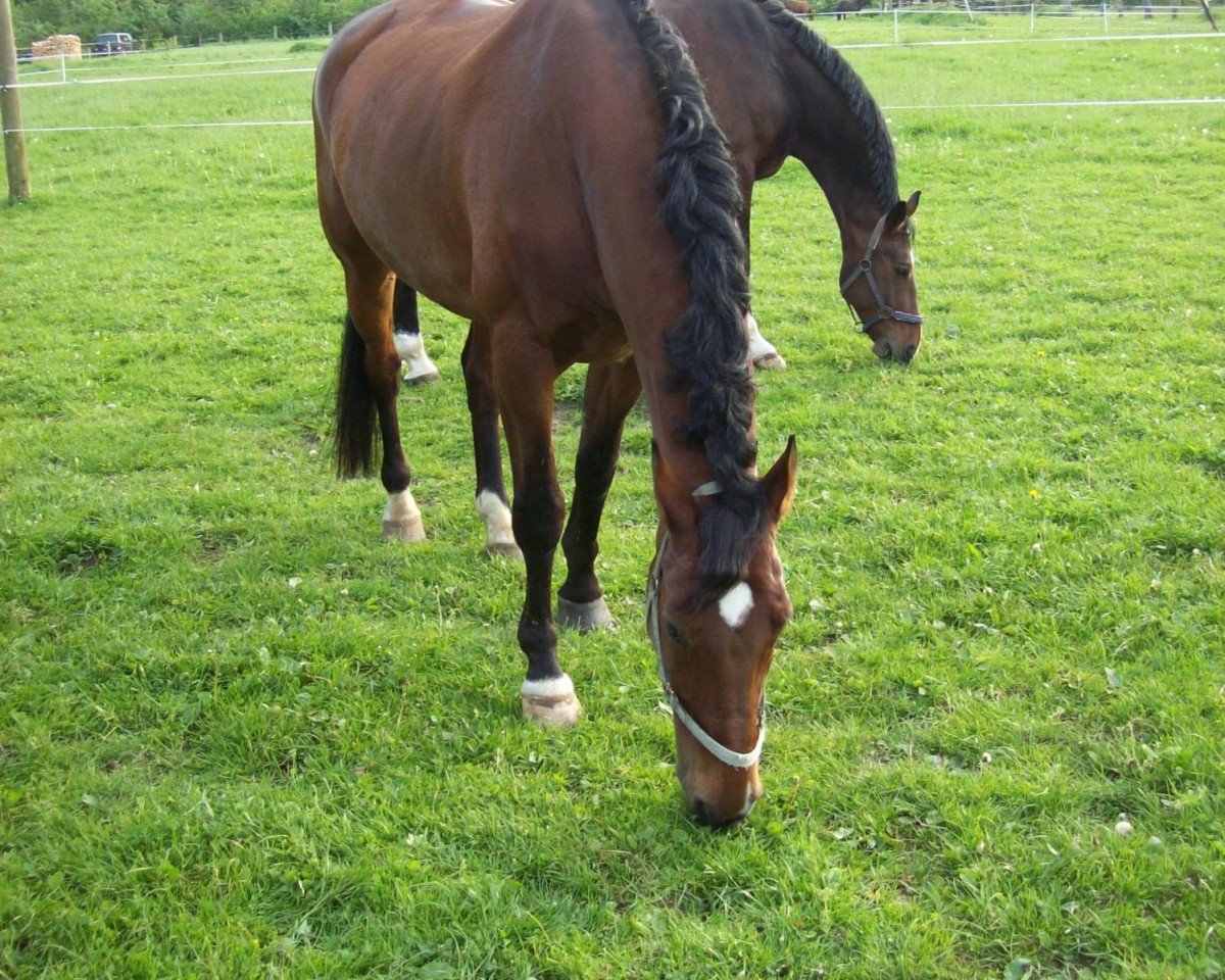 jumper Eljano K (Westphalian, 1994, from Ehrentusch)