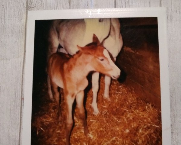 broodmare Ghalebah ox (Arabian thoroughbred, 1986, from Haram Ibn Halima ox)