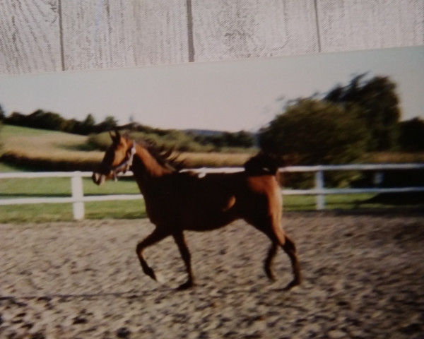 horse Shiras ox (Arabian thoroughbred, 1987, from Haram Ibn Halima ox)