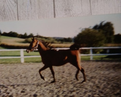 horse Shiras ox (Arabian thoroughbred, 1987, from Haram Ibn Halima ox)