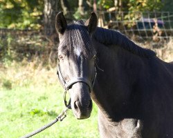 horse Canthony (Württemberger, 1994, from Campari M)