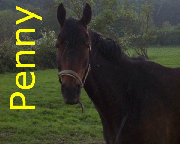 Springpferd Penny's As K (Westfale, 2002, von Primeur's As)
