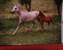 broodmare Sabiyah ox (Arabian thoroughbred, 1987, from Haram Ibn Halima ox)