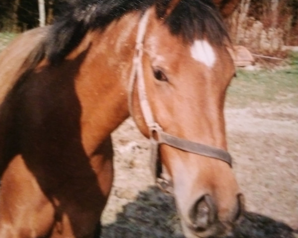 Zuchtstute Palinka ox (Vollblutaraber, 1989, von Haram Ibn Halima ox)