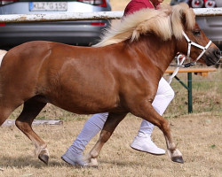 Zuchtstute Makari PrSt*** (Shetland Pony, 2017, von Isidor PrH*)