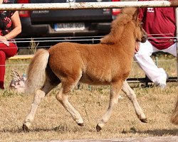 horse Remini aus dem Wendland (Shetland Pony, 2022, from Chris van 't Zand)