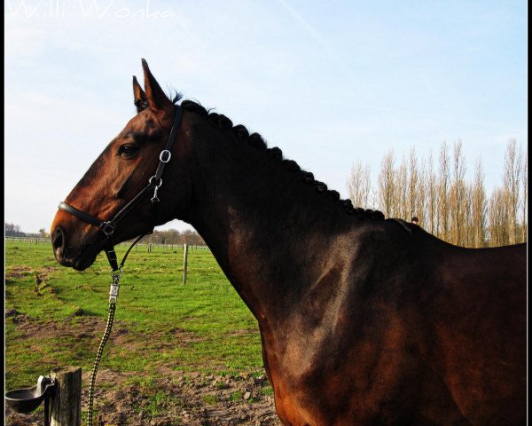 dressage horse Willi Wonka (Hanoverian, 2005, from Wolkentanz I)