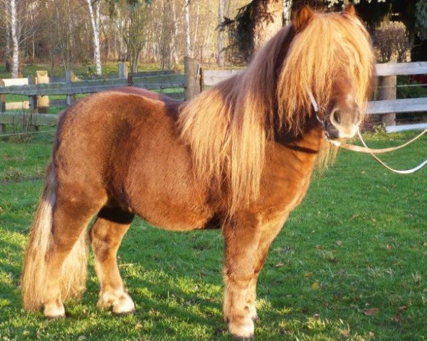 Deckhengst Chris van 't Zand (Shetland Pony, 2009, von Gresini v.d. Veldhoeve)