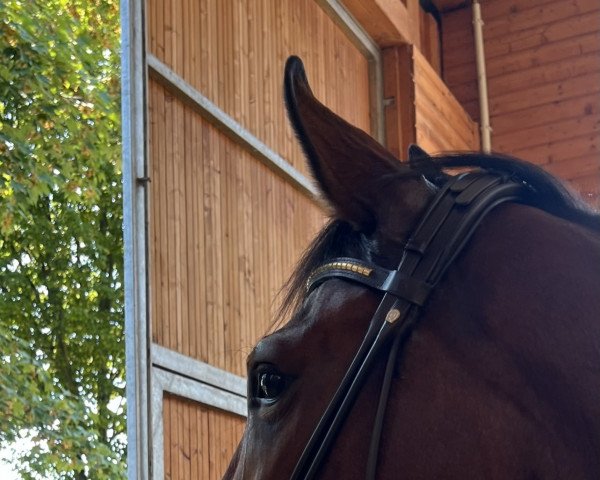 dressage horse Whoopielou (Oldenburg, 2017, from Freischuetz)