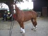 dressage horse Royal Gustav (Westphalian, 2005, from Royal Olymp 142 FIN)