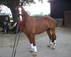 dressage horse Royal Gustav (Westphalian, 2005, from Royal Olymp 142 FIN)