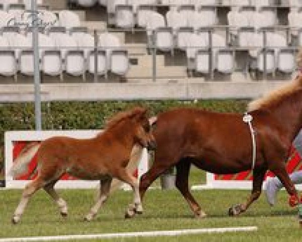 horse Nara aus dem Wendland (Shetland Pony, 2022, from Chris van 't Zand)