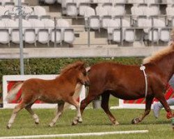 Pferd Nara aus dem Wendland (Shetland Pony, 2022, von Chris van 't Zand)