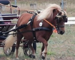 broodmare Netty aus dem Wendland PrSt*** (Shetland Pony, 2018, from Isidor PrH*)