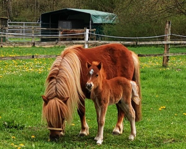 horse Mr. Moje aus dem Wendland (Shetland Pony, 2022, from Mr. Mister aus dem Wendland PrH*)