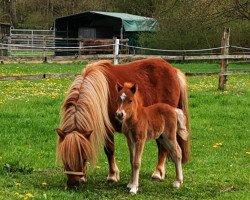 Pferd Mr. Moje aus dem Wendland (Shetland Pony, 2022, von Mr. Mister aus dem Wendland PrH*)