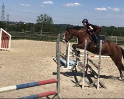 dressage horse Full Moon de St-Garin (Freiberger, 2014, from Don Perrignon)