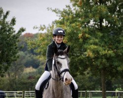 dressage horse Kaskada 9 (Holsteiner, 2017, from Quibery 3)