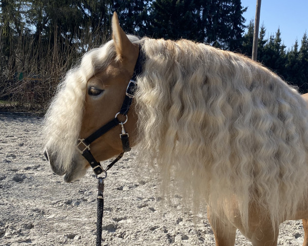 horse Bel Amour (Haflinger, 2017, from Bellissimo-W-Q)