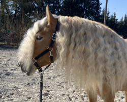 horse Bel Amour HL (Haflinger, 2017, from Bellissimo-W-Q)