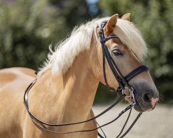 horse Stromer (Haflinger, 2000, from Sturmwind)