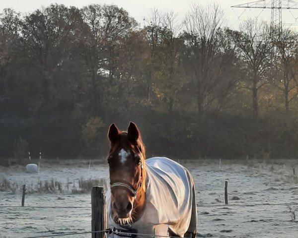 broodmare Fair Lady (Westphalian, 1986, from Fernblick)