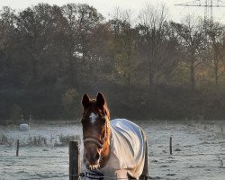 Zuchtstute Fair Lady (Westfale, 1986, von Fernblick)